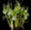 Pea Shoots