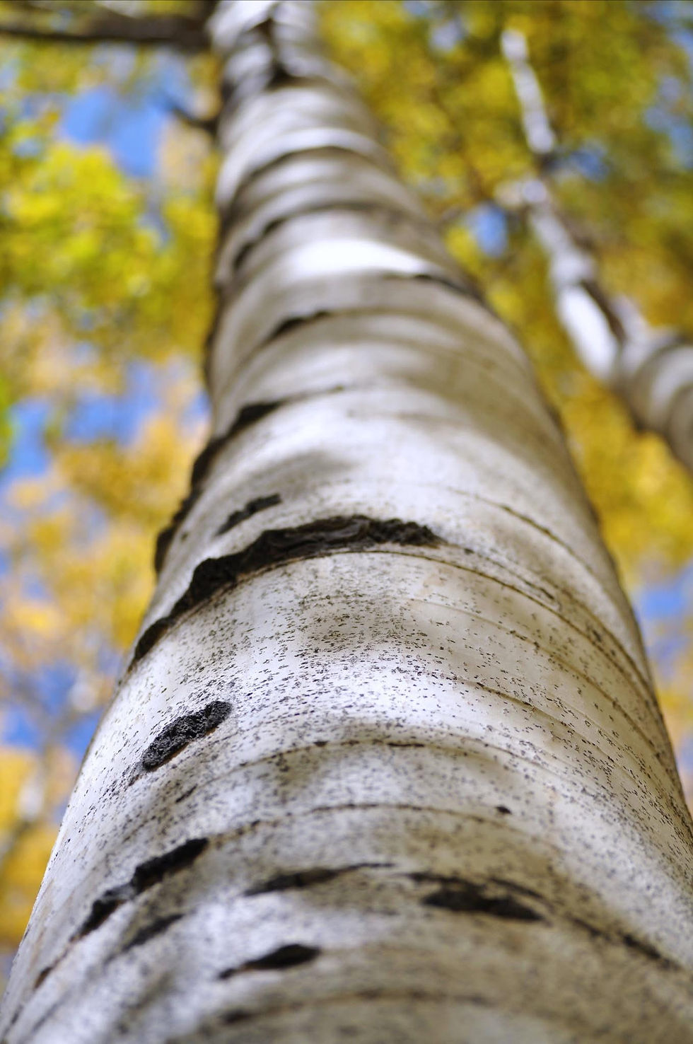 ree