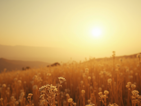 A Week of Sunshine and Haze: What to Expect in Your Local Weather Forecast