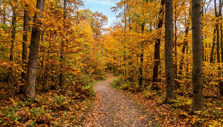 Eye-level view of a sunny autumn trail lined with golden trees.