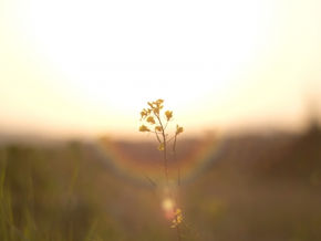 心の暴走を穏やかに鎮めたいときに