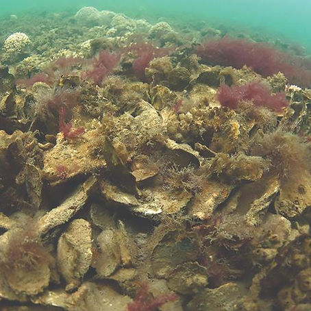 Article: Using Old Oyster Shells to Create New Life