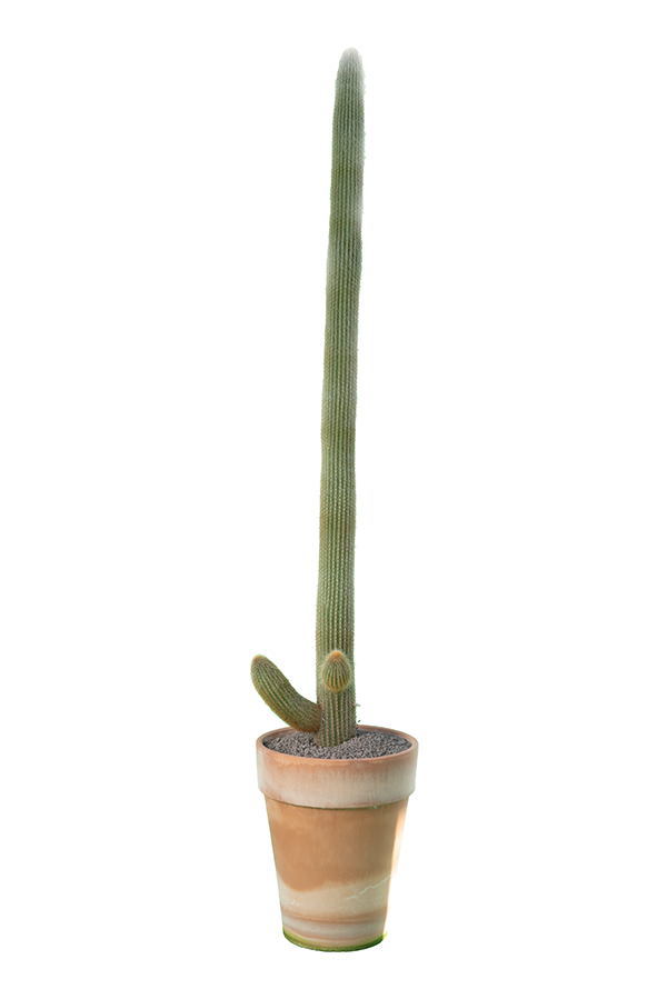 Luke XL