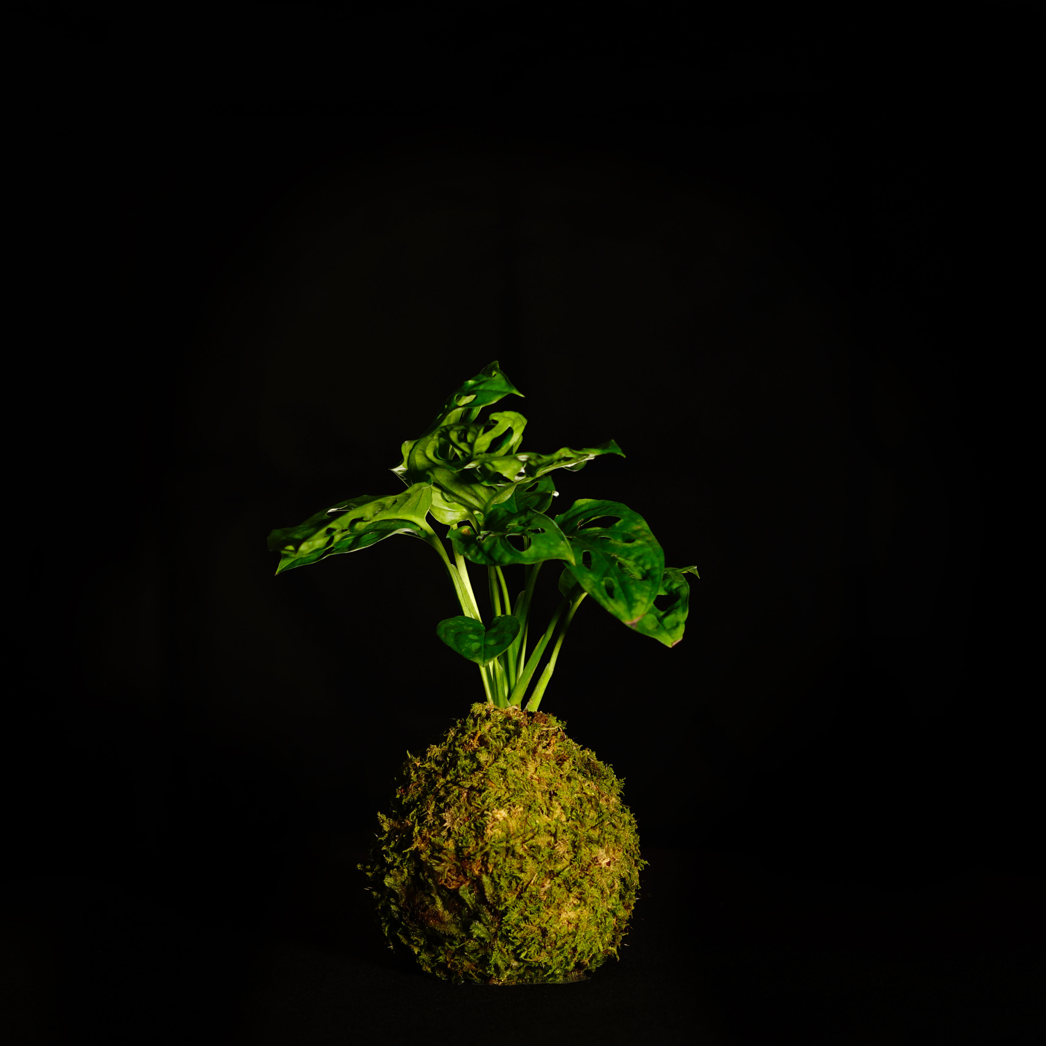 Kokedama - Monstera