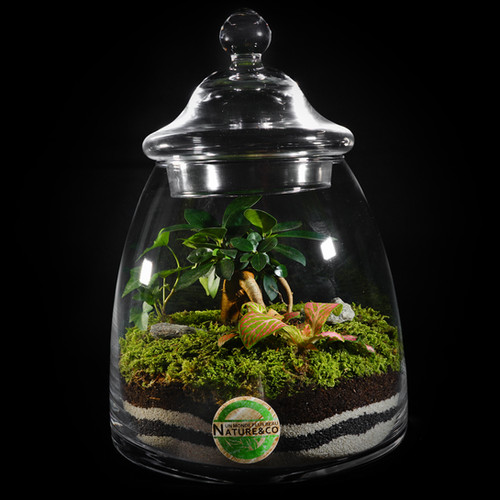 Terrarium "Prehistoric Jungle" Nature&Co