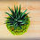 Miniature : Kokedama - Haworthia