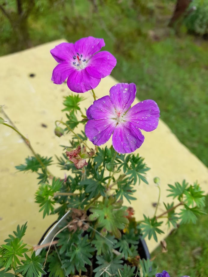 Geranium sanguineum 'Vision' Botanical Treasures