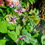 Thumbnail: Epimedium accuminatum