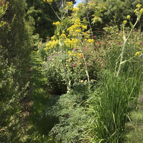 Ferula tingitana (Tangier Giant Fennel) Botanical Treasures