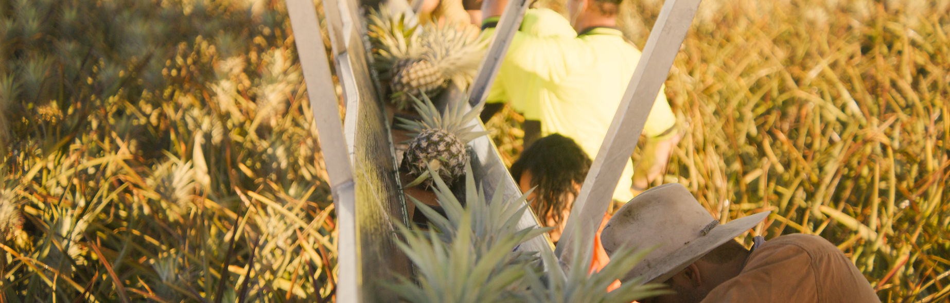 Lindemans Rd Pineapples