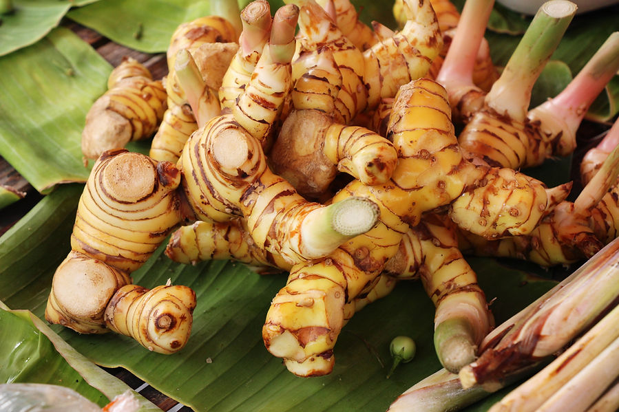 Spencer Ranch Galangal