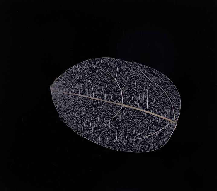 leaf sm BW.jpeg