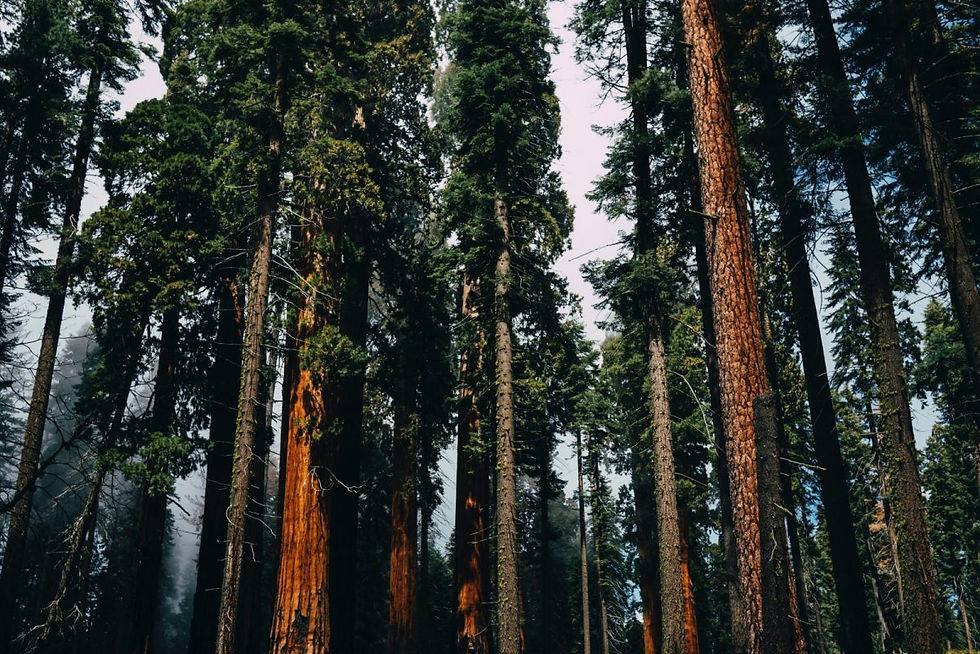 Sequoia-1200x801.jpg