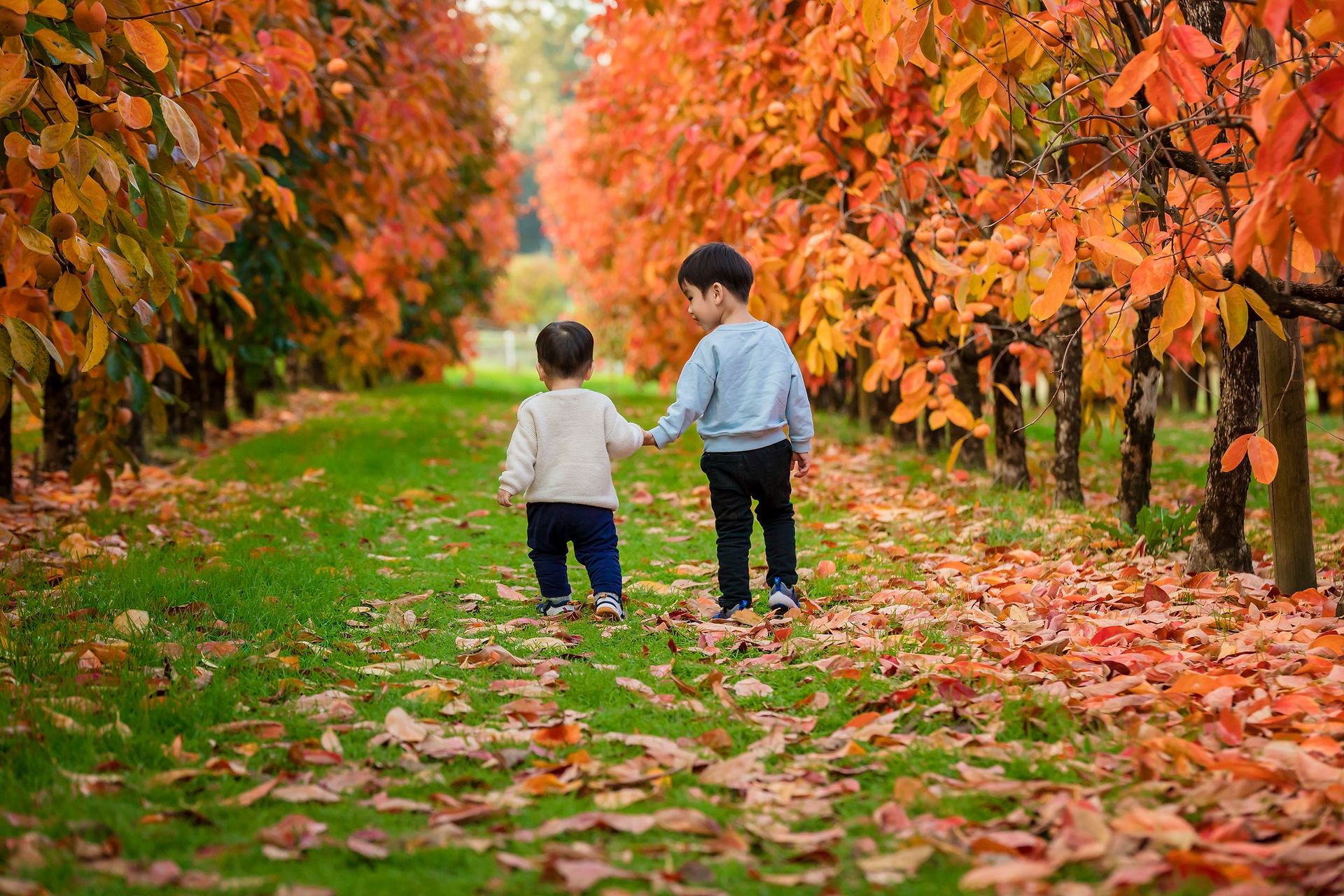Raeburn Orchards family mini session Perth 2026