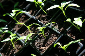 Des nouvelles du jardin