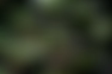 Des nouvelles du jardin