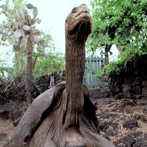 Explore Endangered Species GIF by Nature on PBS.gif