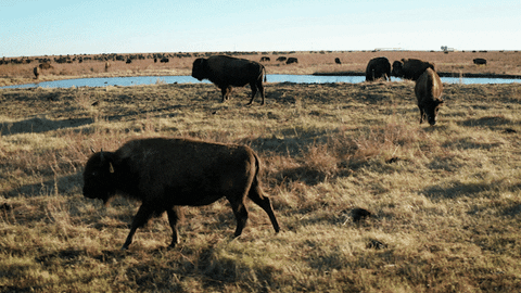 The Nature Conservancy Camera GIF by PBS Digital Studios (1).gif