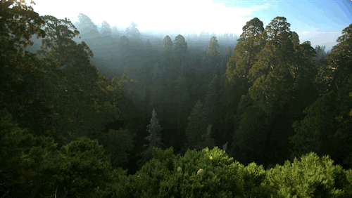 GIF by KQEDScience (1).gif