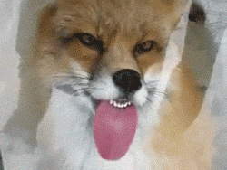 Fox GIF.gif