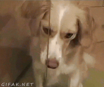 Funny Dog GIF.gif