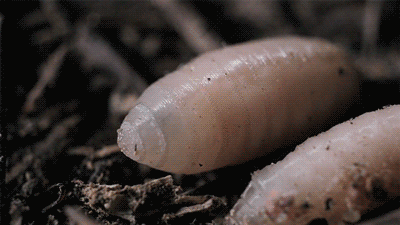 insects GIF by Digg.gif
