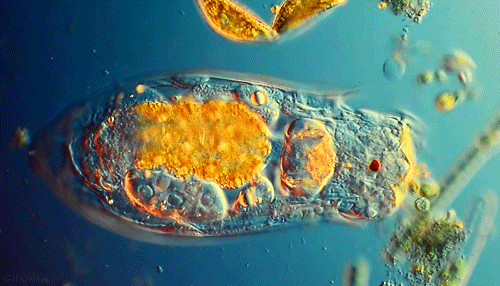 bio microscope GIF.gif