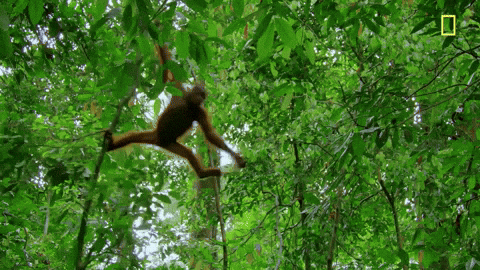 Swinging Nat Geo GIF by National Geographic TV.gif