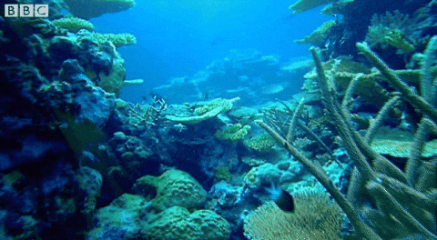 Marine Life Ocean GIF by BBC.gif