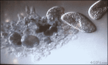 amoeba GIF.gif