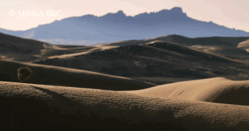 desert GIF.gif