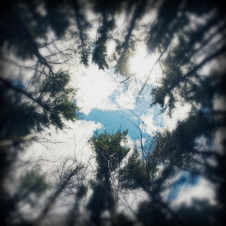 sky tree GIF.gif