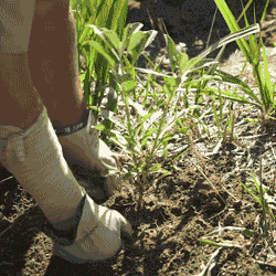 Earth Plant GIF by Los Angeles Zoo and Botanical Gardens.gif