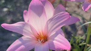 My Unexpected Rain Lily Garden