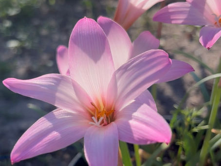 My Unexpected Rain Lily Garden