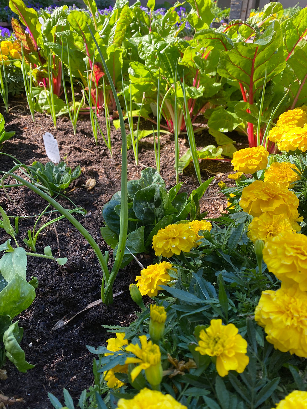 September Vegetable Gardening