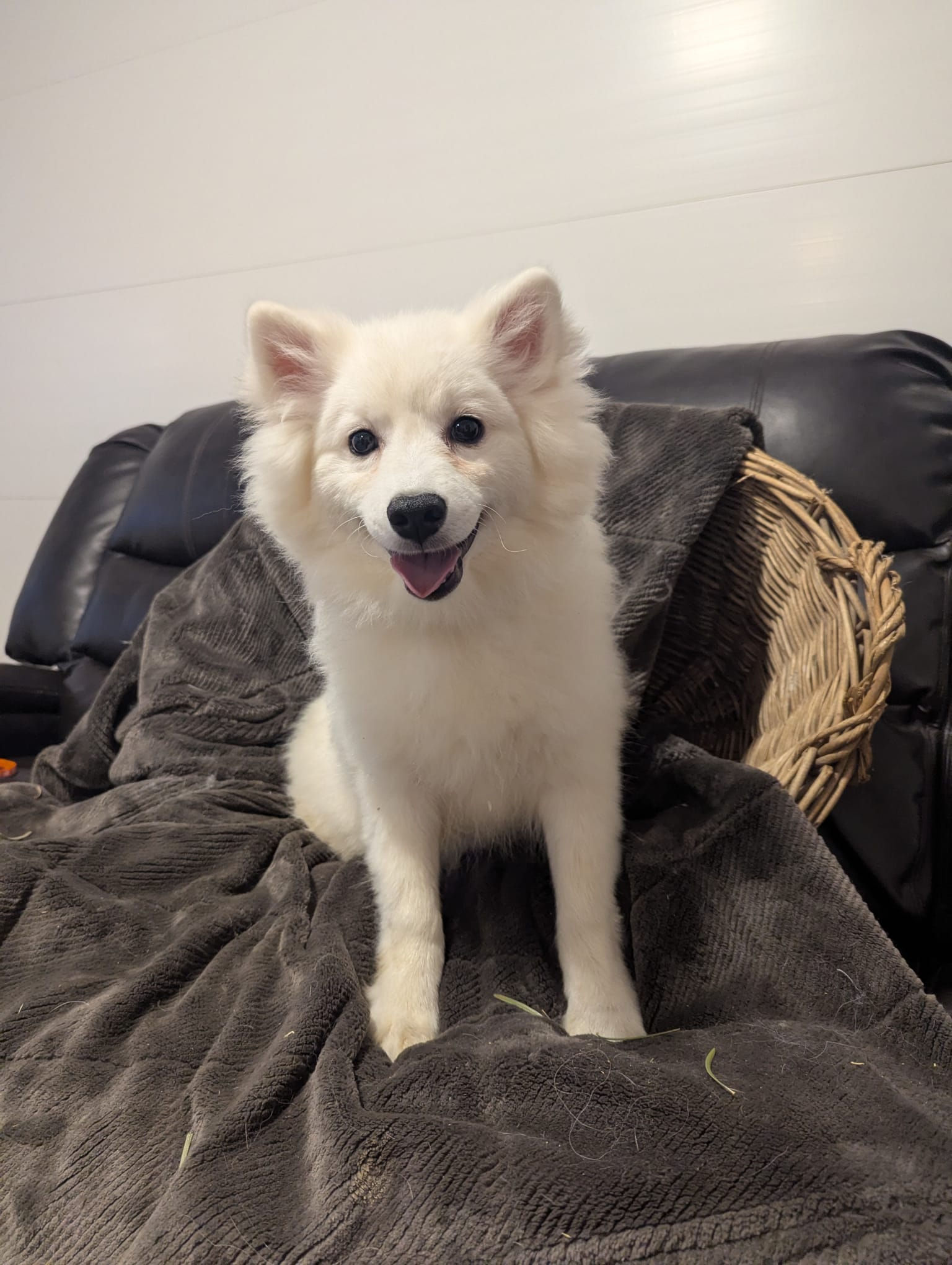 Mini American Eskimo Girl