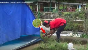 memasang pasak tenda dome citra alam riverside