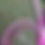Thumbnail: 5ft White, Pink Burgundy
