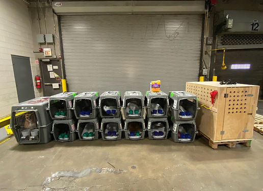 pet cargo.jpeg