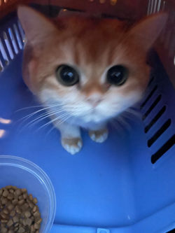 66053110583__58EEAAC3-F5E8-4838-9259-D71E7479F3EE