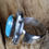 Thumbnail: Beautiful Kingman Turquoise Ring