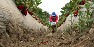 "Mariposas del Campo" Amplifying local Indigenous Migrant Voices