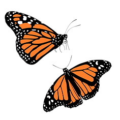 Monarch Butterflies.png