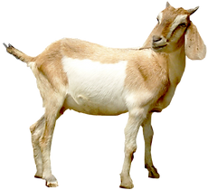 Harga Qurban_edited.png