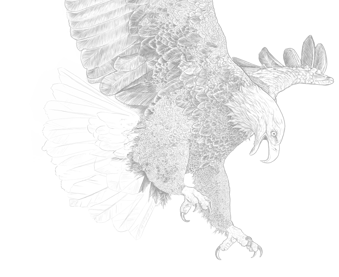 DanielleHibbsEagleIllustration_LightGrey.png