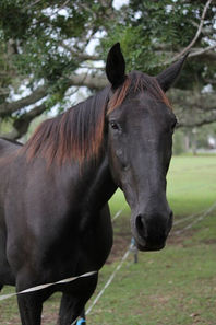 Naomi IMG_7190_preview_jpeg.jpg