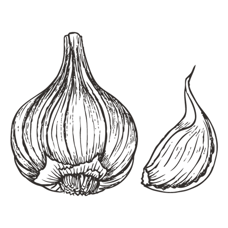 Garlic
