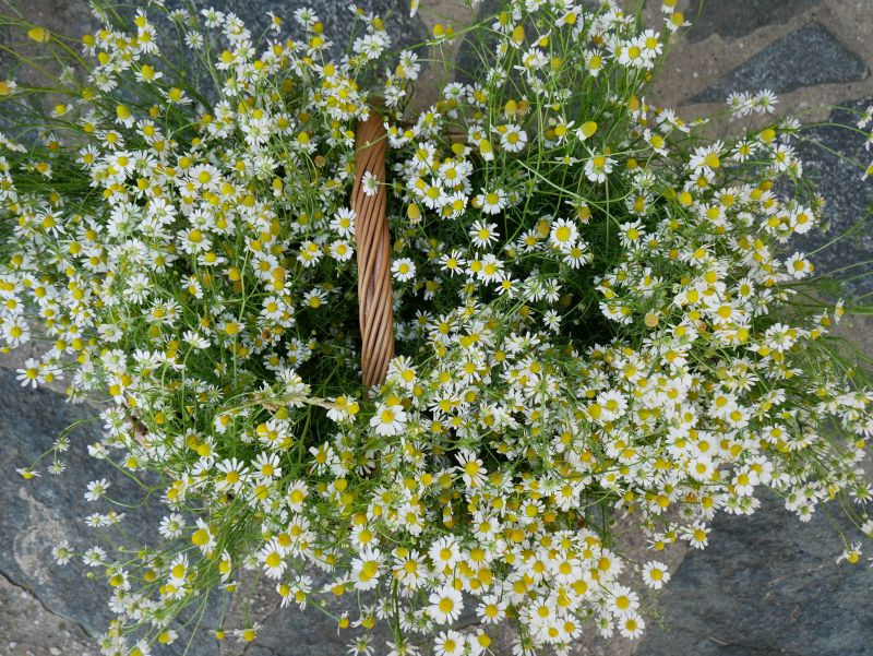 Historische Rosen - Duftrosen