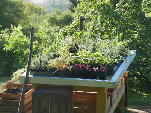 Jungpflanzenmarkt | Neues